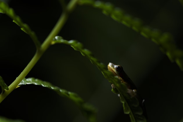 © Joshua Prieto - Eastern Sedge Frog. Canon 6D, Tamron SP 90mm f/2.8 VC Macro lens. 1/80s @ f/3.5, ISO 100. Single off-camera Canon 430 EX speedlight with rectangular soft box.