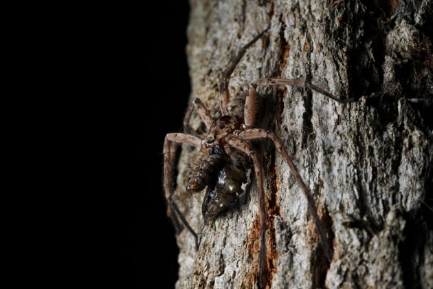 © Joshua Prieto - Huntsman Spider with caterpillar prey. Canon 6D Mark II, Tamron SP 90mm f/2.8 VC Macro lens. 1/60s @ f/13, ISO 400. Single off-camera Canon 430 EX speedlight flash held slightly above the spider.