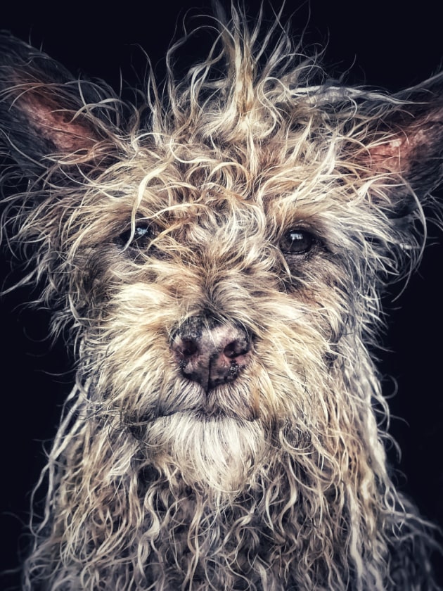 1st Place – Animals: “Django” Old man baby dog by Robin Robertis, United States
“Django is a Shaolin Temple Terrier, born and raised in a Buddhist monastery in the northern province of Hunan China. Django likes long walks on the beach and listening to Miles Davis.”
Location: Carlsbad, California. Shot on iPhone 7 Plus