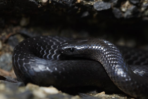 © Joshua Prieto - Eastern Small-Eyed Snake. Canon 6D, Tamron SP 90mm f/2.8 VC Macro lens. 1/125s @ f/4, ISO 160. Single Canon 430 EX speedlight flash with rectangular soft box held above the subject. (this is a highly venomous species, only approach snakes if you have the experience!)