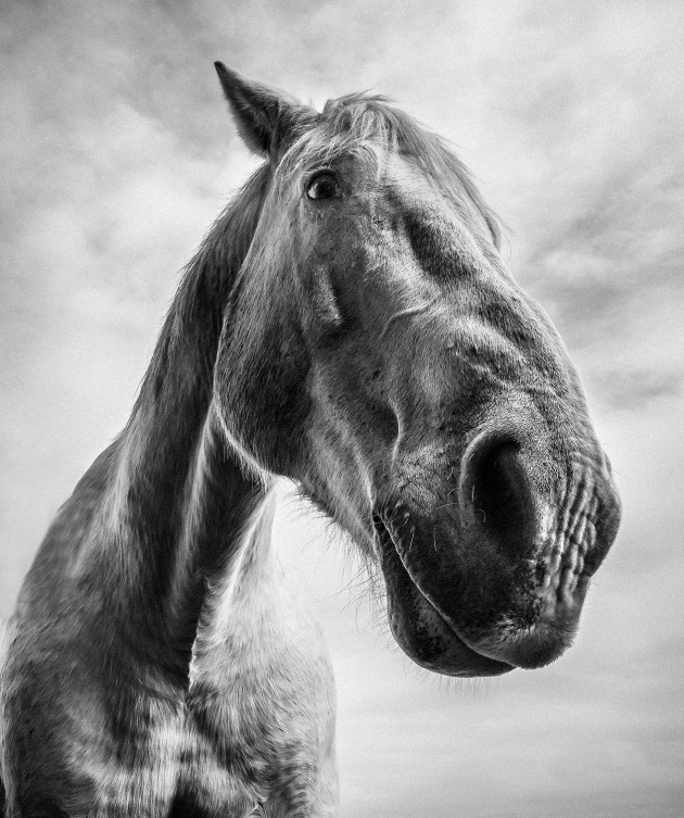 Winner, August 2019: 'Equine Selfie' by Iesha Stewart.