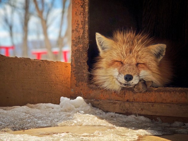 3rd Place – Animals: Smiling Fox by Erica Wu, Taiwan
“This fox was sleeping inside the box and poked his head out to enjoy the sunshine during the snowing season.”
Location: Miyagi Zao Fox Village, Japan. Shot on iPhone X