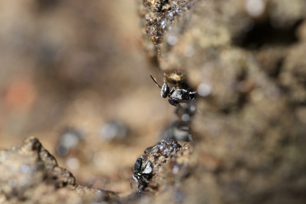 © Joshua Prieto - Leafcutter Bees. Canon 6D Mark II, Tamron SP 90mm f/2.8 VC Macro lens. 1/125s @ f/5, ISO 160. Single Canon 430 EX speedlight flash with rectangular soft box fired from the left-hand side of the frame.