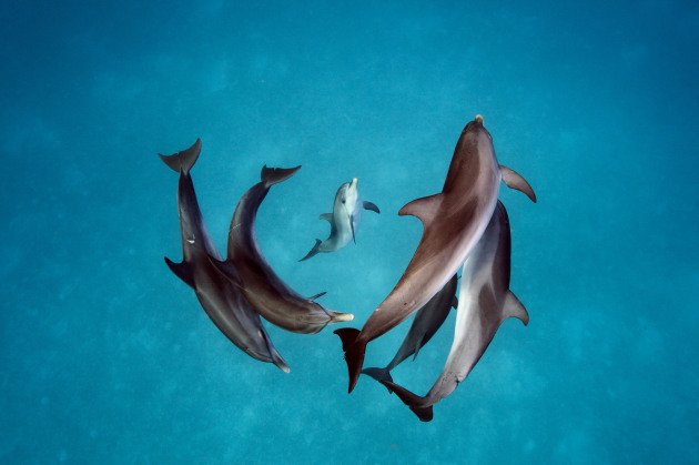 © Brian Skerry. Spotted dolphins. Courtesy of Vital Impacts.