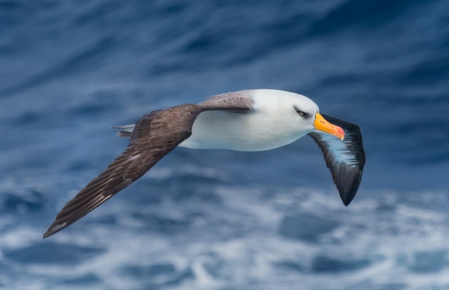 This Campbell's Albatross was flying along with our Expedition Ship in Campbell Island, in the Sub Antarctic. It was important to keep my focus point on the bird at all times, so that when the bird was at eye-level, I was able to take this image.