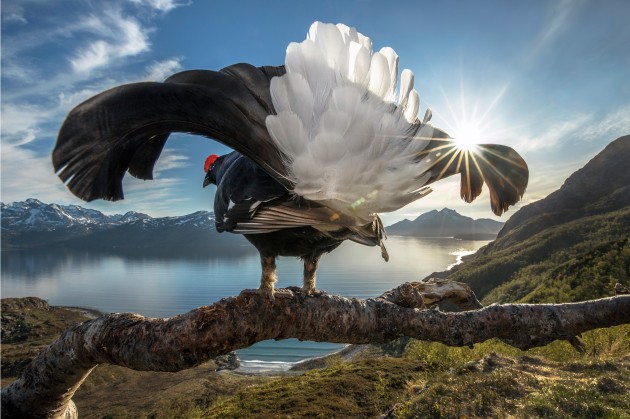 Taking Center Stage by Audun Rikardsen, Grand Prize Winner, Tromsø, Norway.