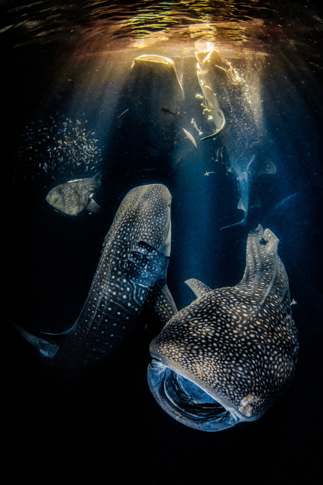 © Rafael Fernandez Caballero - Overall Winner of Underwater Photographer of the Year 2022