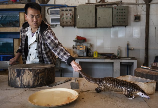 © Brent Stirton, South Africa, Getty Images, for National Geographic. Pangolins in Crisis. A man reaches for a pangolin that is about to be slaughtered and prepared for a meal in a restaurant on the outskirts of Guangzhou, China, on 4 January 2019. Pangolin meat at the restaurant sells for around US $376 per kilogram.