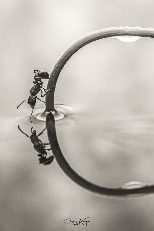 People’s Choice, November 2019: 'Reflective ant, by Craig Kenyon.