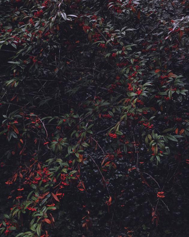 2nd Place – Floral: R(ed).G(reen).B(loom) by Zhendi Zhang, United States
“Taken during a road trip to Princeton University. It was a rainy, cloudy day with very soft and dim light, which emphasized the contrasting colors of the red fruit and green leaves.”
Location: Princeton, New Jersey. Shot on iPhone X