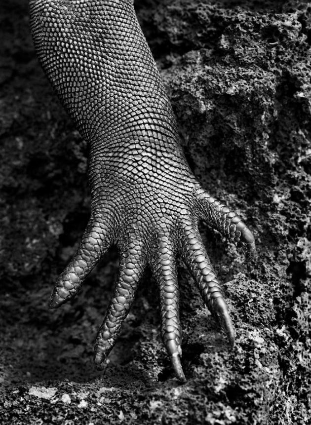 A marine iguana. March 2004 © Sebastião Salgado