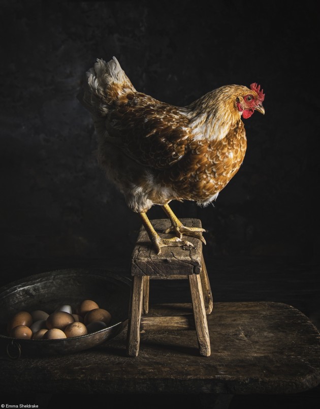 One Vision Imaging Cream of the Crop,	Emma Sheldrake, Australia	'Cinnamon'. The beauty of home egg collection and the wonderful birds that are part of the process that we love as part of the family.