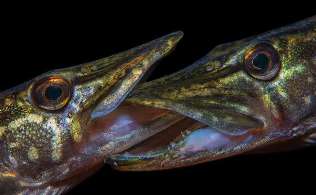 © Luc Rooman. Snoeken. Winner – Best of Show and Marine Life Behavior.