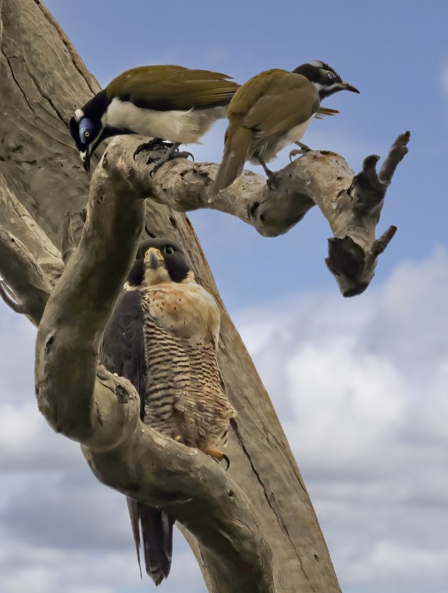 A male Blue-faced honeyeater and his mate discover they're about to be attacked by a peregrine on the branch beneath them.