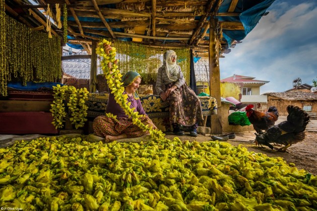 Bring Home the Harvest, F.Dilek Uyar, Turkey, 'Drying Okra'. Drying okra flowers in Tokat, Turkey. Women pick okra flowers from the field and arrange them on a rope, then the dried flowers fall and the okra becomes ready to be used in winter.