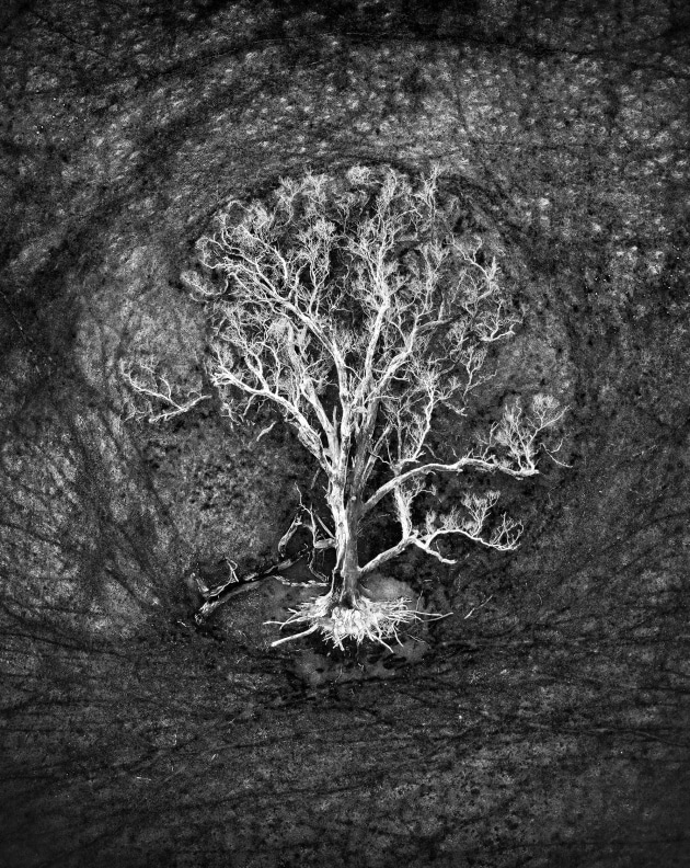 © Julie Kenny. Tree of Life. Runner-up, Places category. 