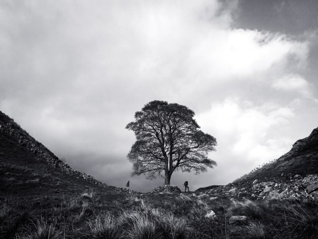 2nd Place – Landscape: At Sycamore Gap by Asuman Robson, Turkey
“Taken on a hike along Hadrian’s Wall in the North East of England. It was a typical moody day and I liked how the tree and hikers looked in front of the clouds in this dramatic dip of the Roman wall.”
Location: Northumberland, UK. Shot on iPhone 7