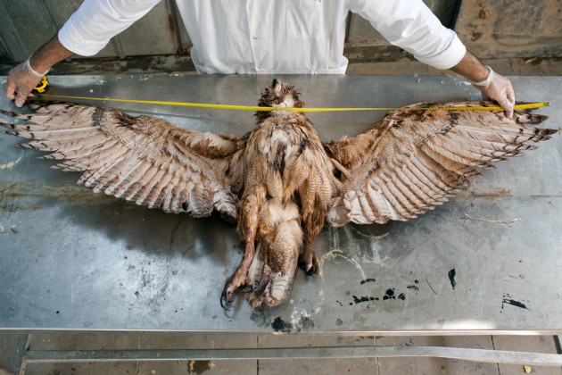 Leica Oskar Barnack Award 2014, from the portfolio 'Field Trip' by Martin Kollar.