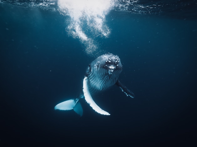 This juvenile Humpback Whale was incredibly boisterous and playful and keen to show off his moves. He performed a minor breach, then sat stationary in the water and just stared at us. This was my chance to capture a portrait shot, and I joke that he was posing for the camera. Olympus E-M1 Mark II, Olympus 7-14mm f/2.8 lens @ 7mm. 1/320s @ f7.1, ISO 2000, +0.3 EV.