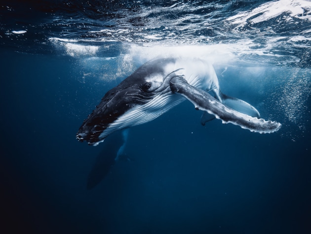 Our last encounter of the day presented us with some of the best visibility of this trip. It made for super clean images that required minimal spot and sediment removal during post-production. Due to the white tones of Humpback Whales, careful exposure and shot angles need to be considered. Olympus E-M1 Mark II, Olympus 7-14mm f/2.8 lens @ 7mm. 1/400s @ f9, ISO 1250.