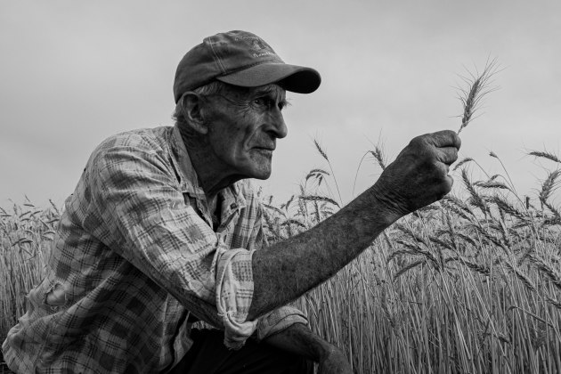 © John Dalton. Harvest Decision. People's Choice - runner-up. 318 votes.