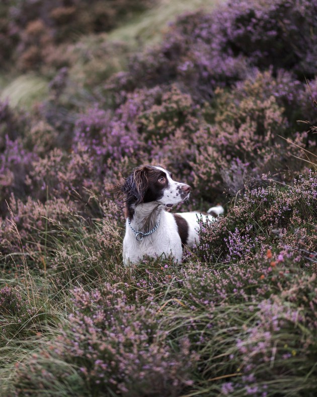 Dogs at Work 2nd Place Winner, Katie Behan, United Kingdom