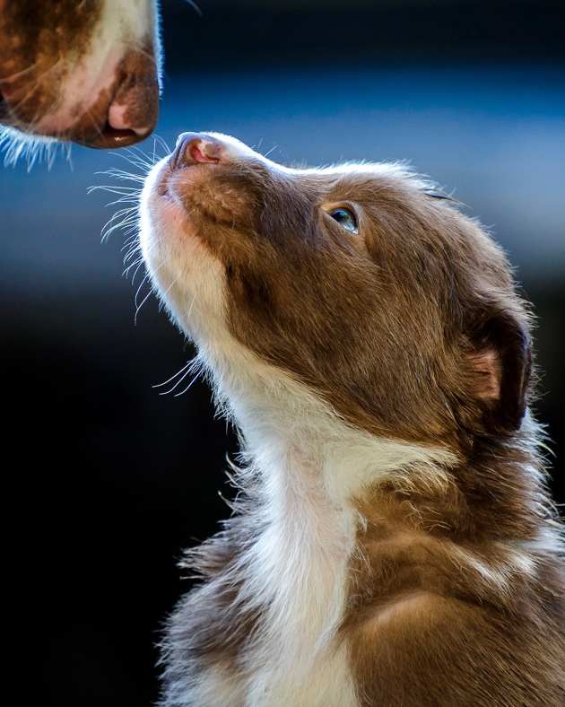 Puppies Category 2nd Place Winner, Carlos Aliperti, Brazil