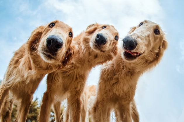 Rescue Dogs Charity Category 2nd Place Winner, Tiahang Zhang, China