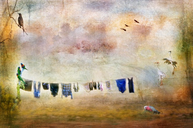 Illustrative Category Winner, Bush clothes drying, Colleen Price.