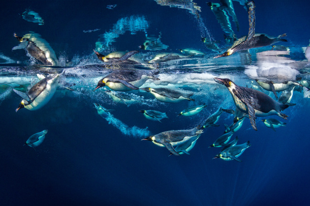 © Paul Nicklen. Emperor reflections.