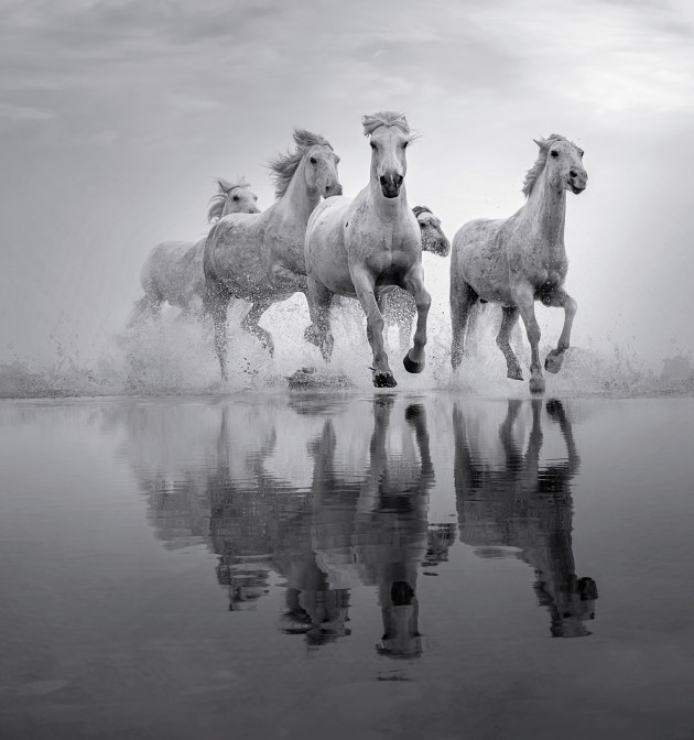 © Robin Moon. Saltmarsh Gallop. People's Choice - runner-up. 318 votes.