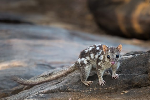 A Northern quoll. Image: Brad Leue/AWC