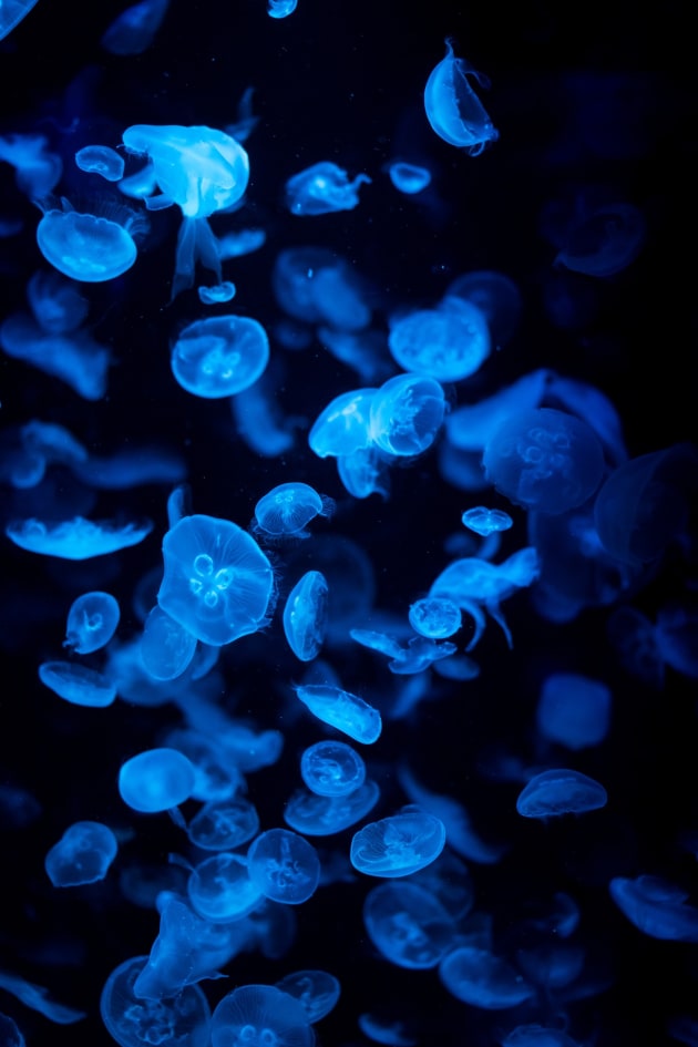 Stephen Sharkey, Blue Jelly