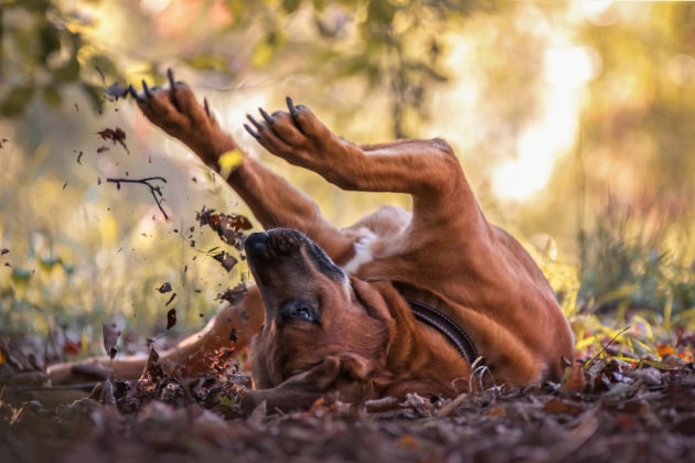 Dogs at Play Category 3rd Place Winner, Angela Blewaska, Germany