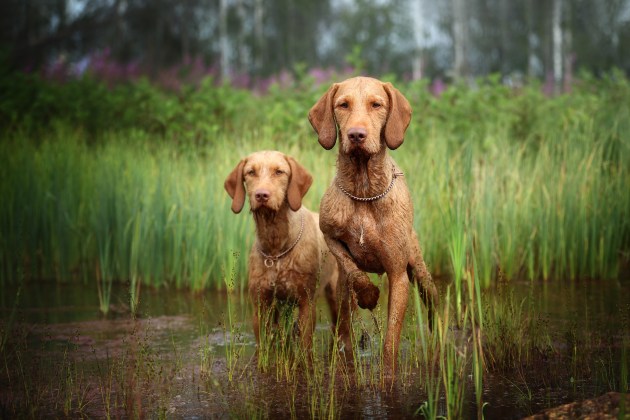 Dogs at Work 3rd Place Winner, Nadezhda Ivanova, Russia