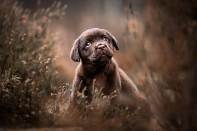 Puppy’s Category 3rd Place Winner. Lotte van Alderen, Netherlands