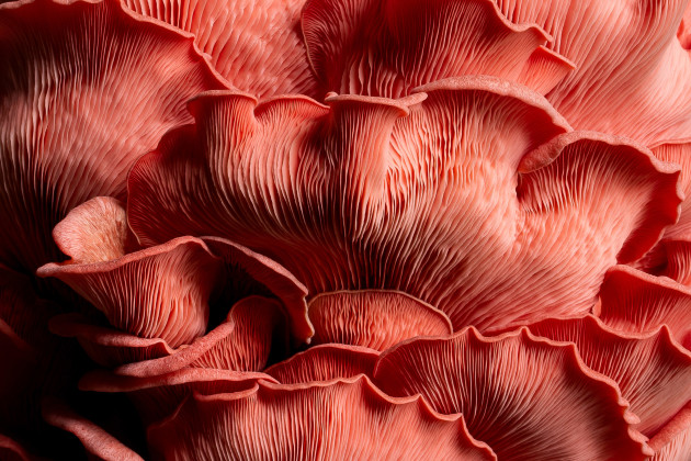 Kate Ireland, Pink oyster mushrooms close-up