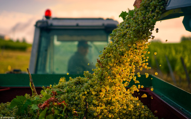 Errazuriz Wine Photographer of the Year - Overall. Oscar Oliveras, Spain. 'A Grape View'. The photograph captures the filling up of Semillon grapes ready to be pressed at the cellar. It was taken on the first day of the harvest of Sauvignon Blanc at Chateau des Ganfards, in Saussignac, France. The harvesting machine is unloading the fruit into the tractor, ready to take them into the winery for pressing. The tractor is being driven by M. Jean Claude Géraud, the owner of Château des Ganfards. Oscar took the photo whilst working there as a winemaker.