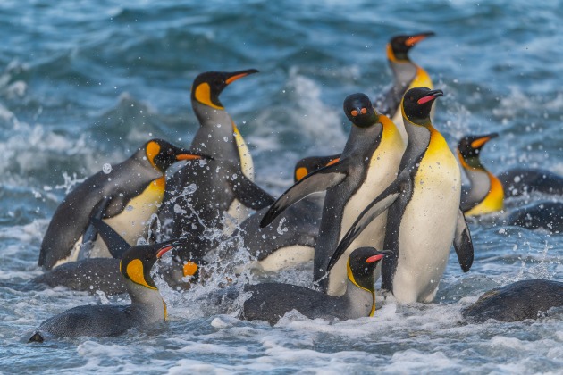 Getting down at eye level was the key to photographing these King Penguins in South Georgia. I made certain my shutter speed was high and that I used continuous focus and burst mode.