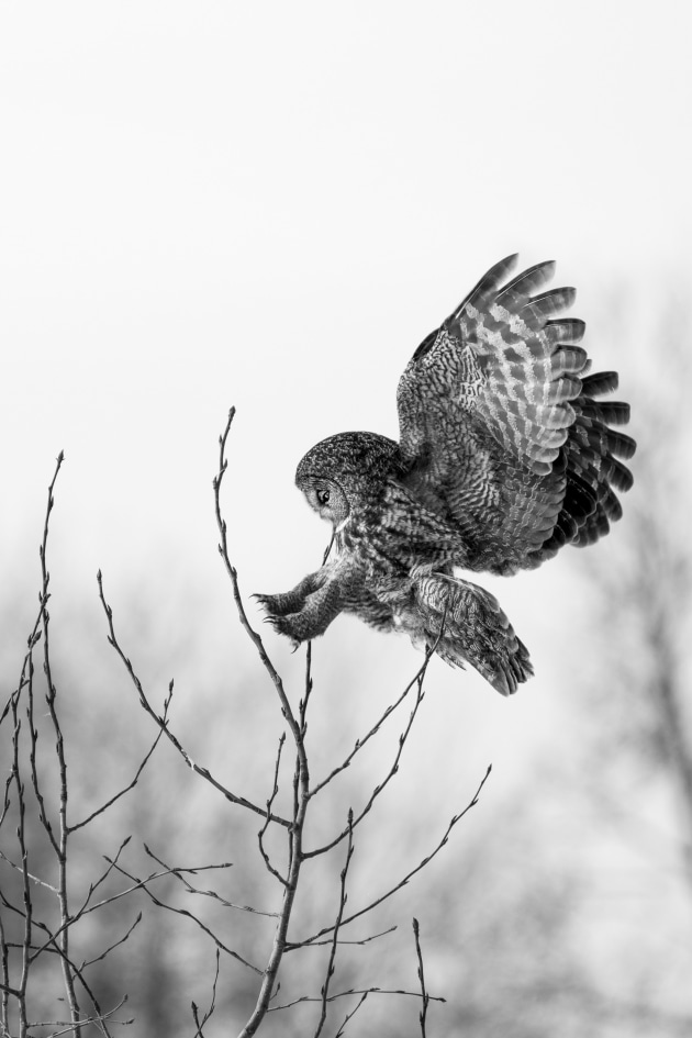 Karen McNally, Talon Touchdown