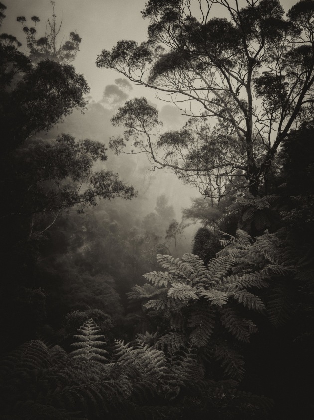 © Kathy Wallace. Forest Silence. 4th, Places category.
