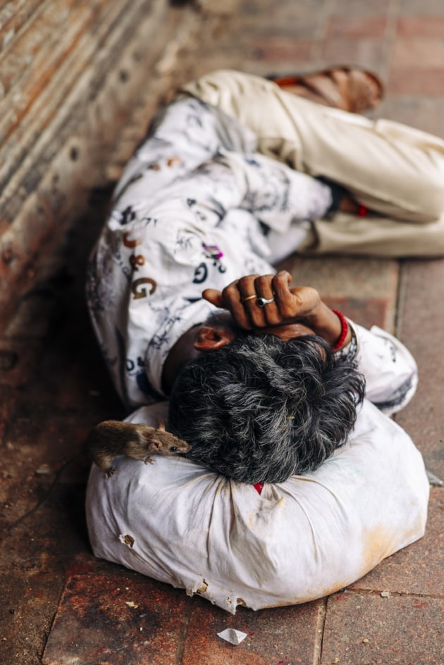 Callum Sims, Life of a Rat in India