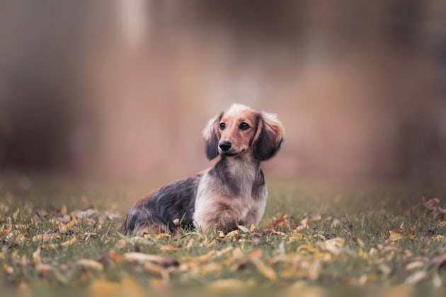 Lauren Powell, Dachshund through the fall