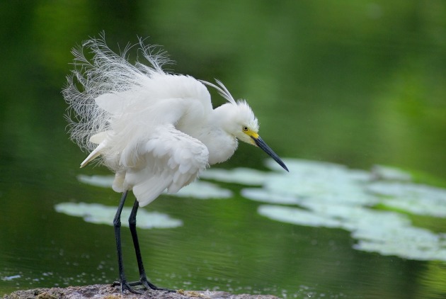 Observing bird behaviour helps you predict when some sort of behaviour may occur. This Little Egret, photographed in the Mt Coot-tha Botanic Gardens in Toowong, Queensland, had performed this behaviour quite a few times, so I was ready!