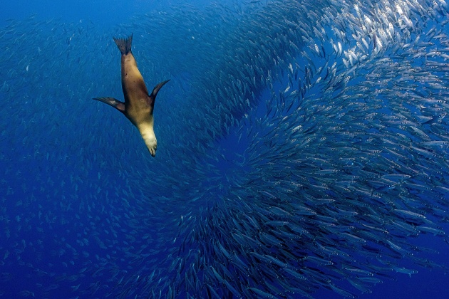 © Yung-sen Wu, Taiwan, 2nd Place, National Awards, 2020 Sony World Photography Awards