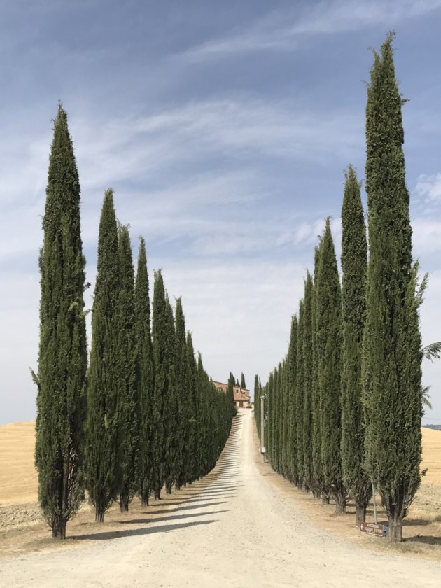 1st Place – Trees: Road of Tuscany by Lidia Muntean, Romania
“This photo was taken near Pienza and Montalcino.”
Location: Val D’Orcia. Shot on iPhone 7 Plus