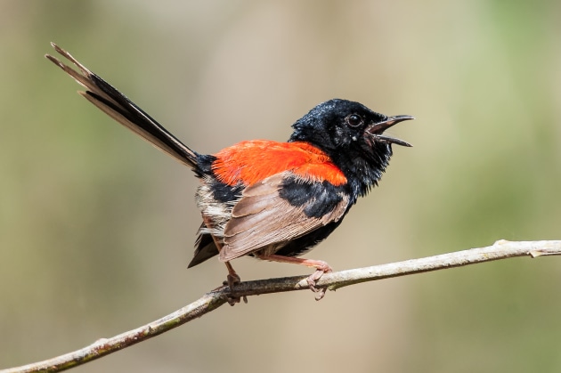 This tiny Red-backed Fairy Wren in Brisbane Forest Par, Queensland, was flitting around non-stop, so it took a bit of time to finally capture this image. When it landed on a branch out in the open, I was able to get a quick shot.