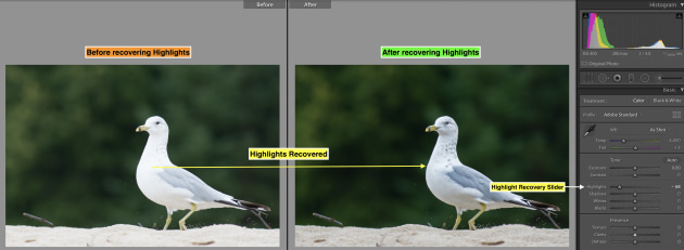 Protecting the highlights is critical, especially when shooting white subjects such as this seagull. After recovering the highlights in the bird’s feathers, you can see much more of the fine details. Nikon D7100, Nikon 80-200 f/2.8 lens @ 200 mm. 1/1000s
@ f4, ISO 400.