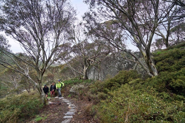 Raised platform path along the Guthega to Charlotte Pass walk.