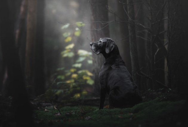 Oldies” category, and overall winner, “The Lady of the Mystery Forest” by Dutch photographer Monica van der Maden.